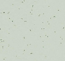 Линолеум Forbo Sphera Energetic 50233 swedish grey фото 1 | FLOORDEALER